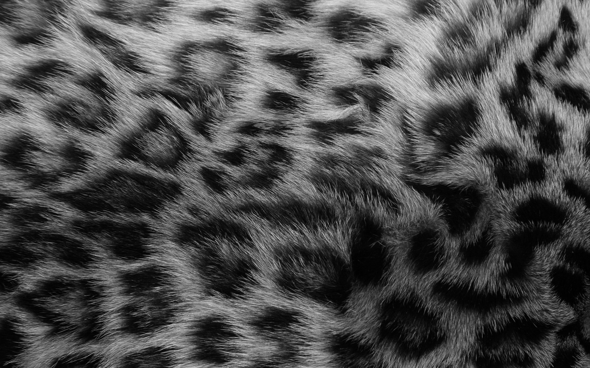 Leopard fur Black & White